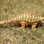 Dinozaur Ankylosaurus 34 cm LankaNovel 21195