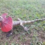 Jaszczurka z peleryną 55 cm LankaNovel 21550