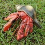 Figurka Pustelnik Czerwony w Muszli 15 cm Lanka Novelties 21657